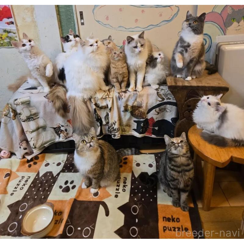 販売中の千葉県のアメリカンショートヘア-133717の5枚目