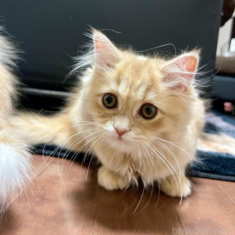 販売中の三重県のスコティッシュフォールド-129920の10枚目