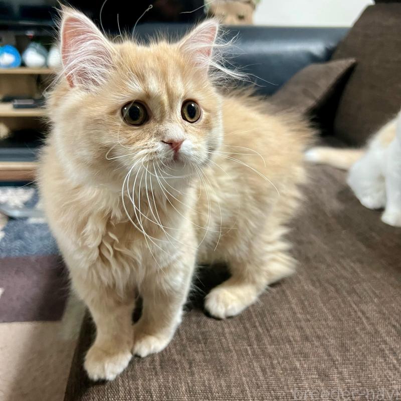 販売中の三重県のスコティッシュフォールド-129920の9枚目