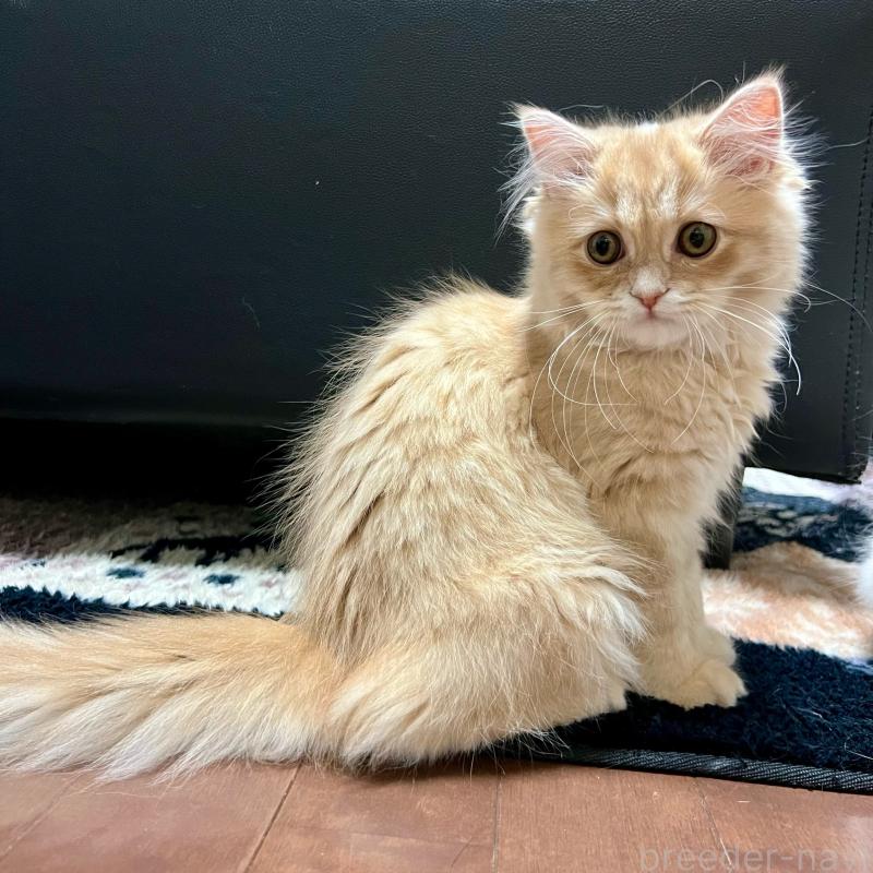 販売中の三重県のスコティッシュフォールド-129920の8枚目