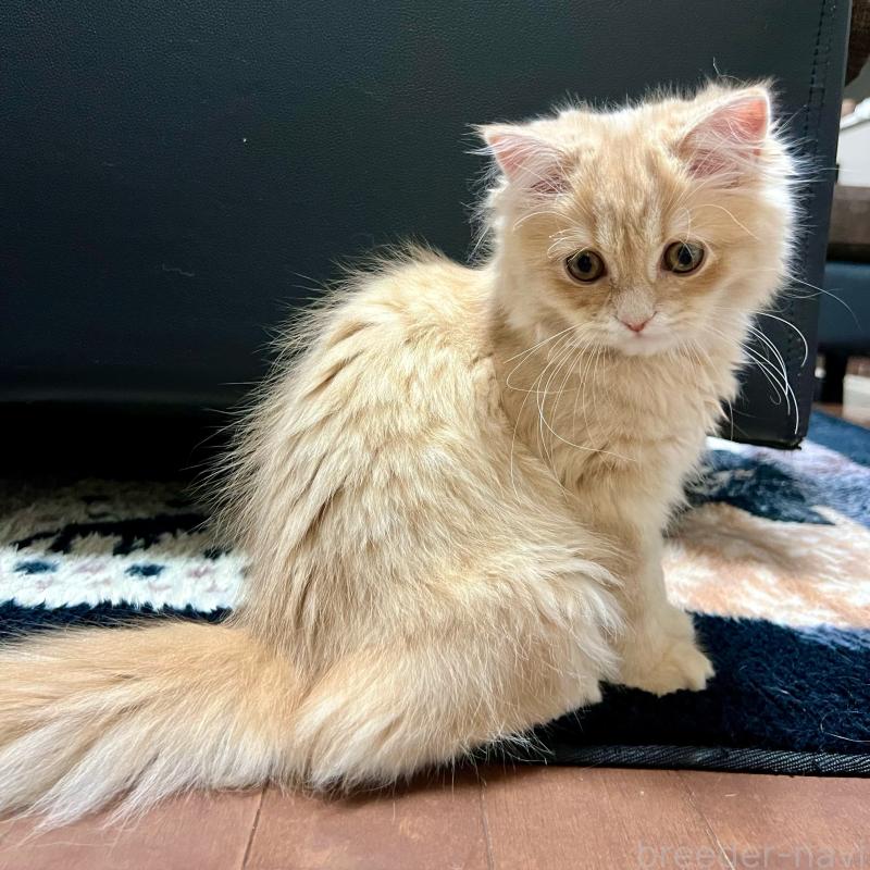 販売中の三重県のスコティッシュフォールド-129920の7枚目