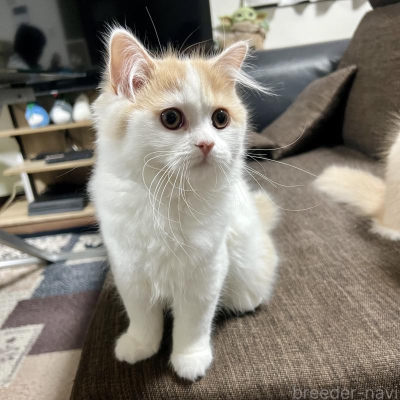 販売中の三重県のスコティッシュフォールド-129919の9枚目