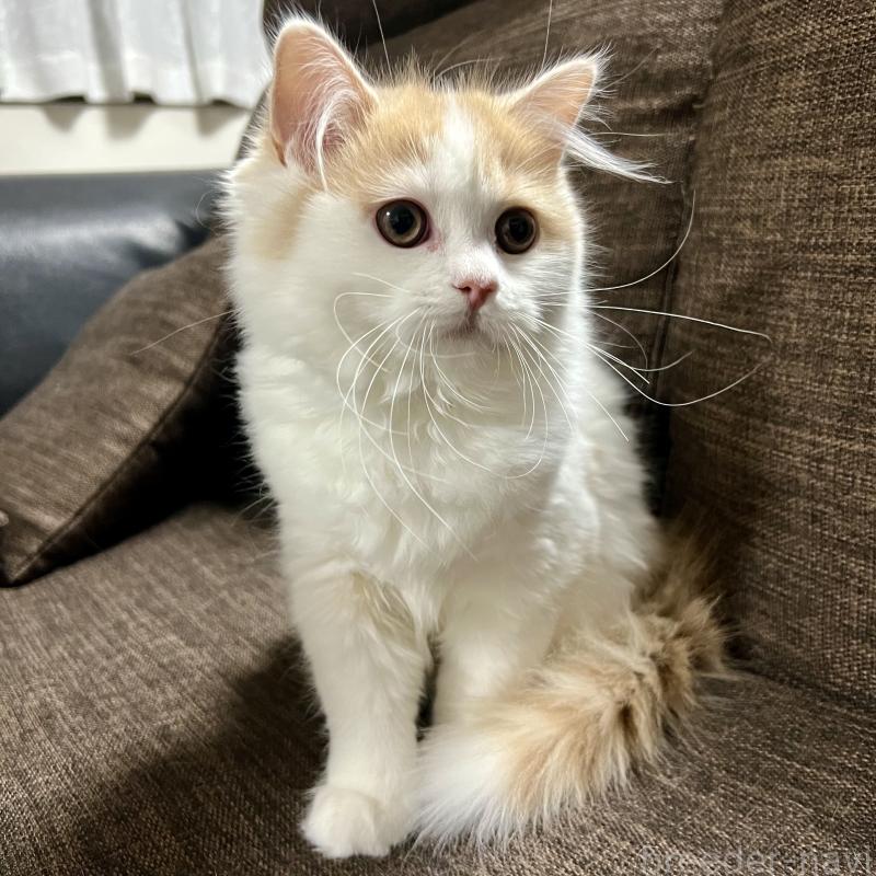 販売中の三重県のスコティッシュフォールド-129919の7枚目