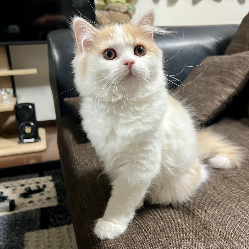 販売中の三重県のスコティッシュフォールド-129919の6枚目