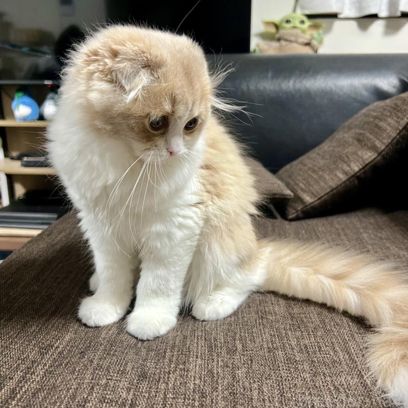 販売中の三重県のスコティッシュフォールド(折れ耳)-129918の7枚目