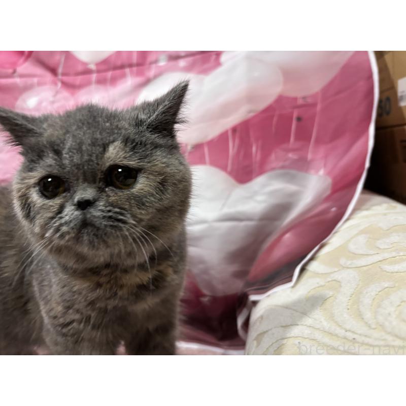 販売中の大阪府のエキゾチックショートヘア-125768の8枚目
