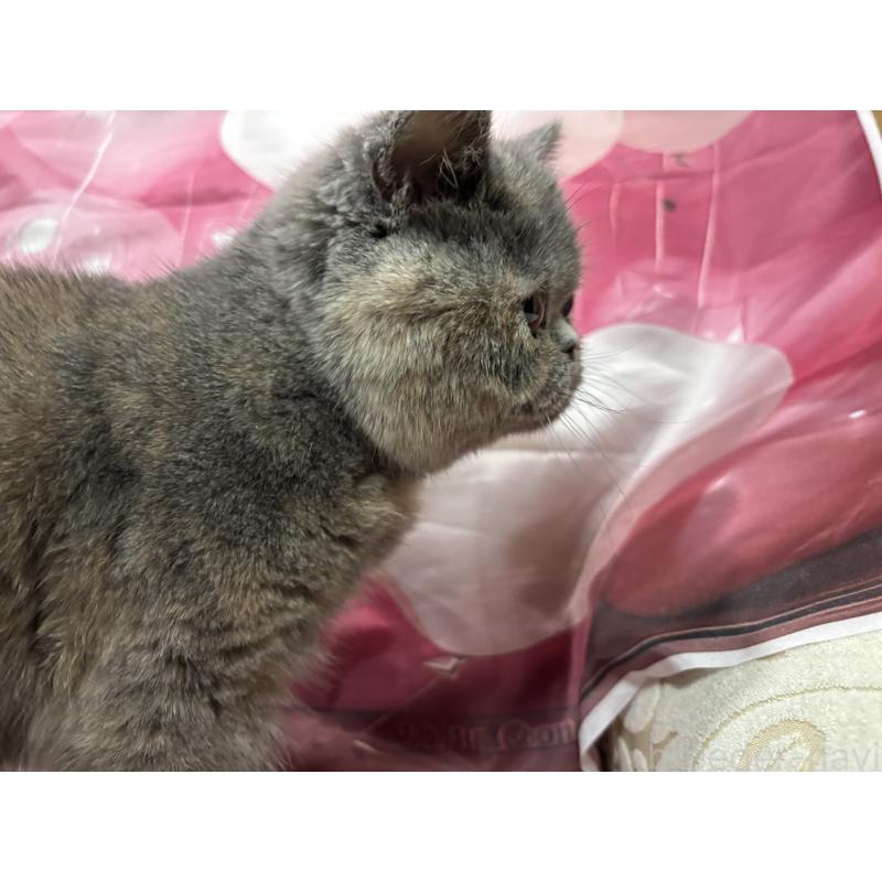 販売中の大阪府のエキゾチックショートヘア-125768の7枚目