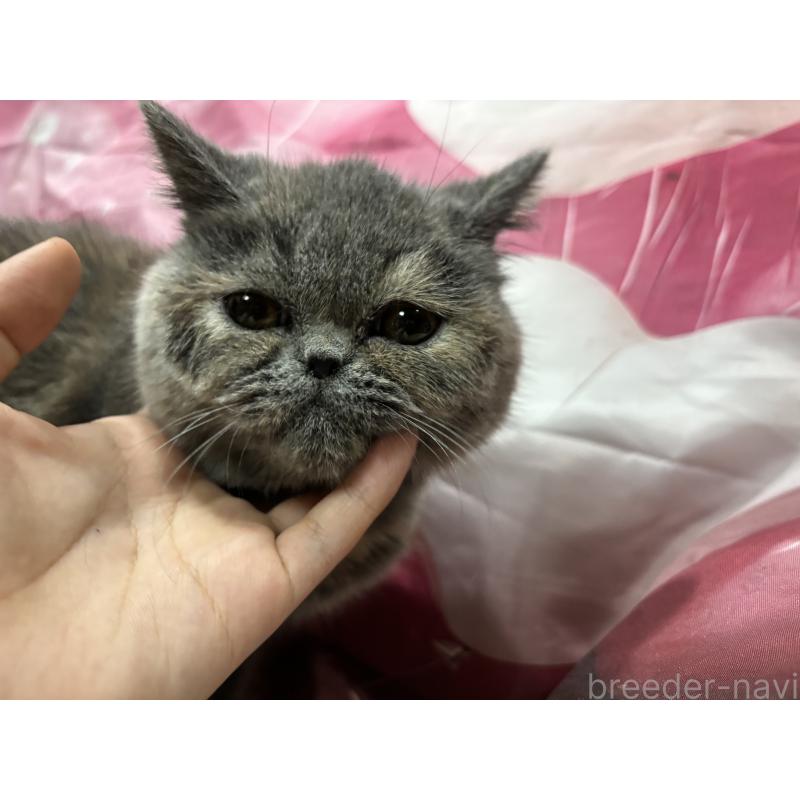 販売中の大阪府のエキゾチックショートヘア-125768の6枚目