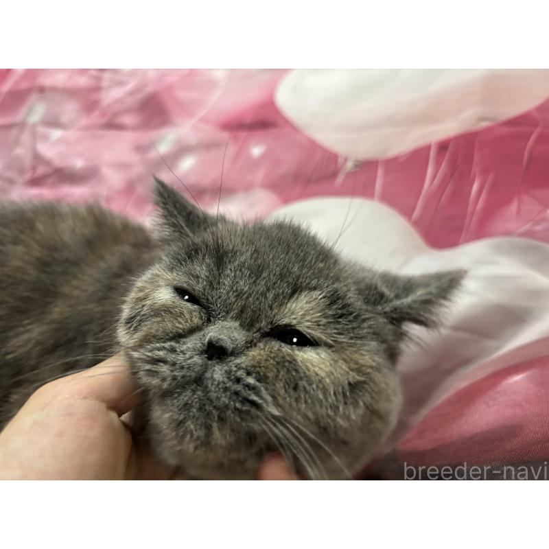 販売中の大阪府のエキゾチックショートヘア-125768の5枚目