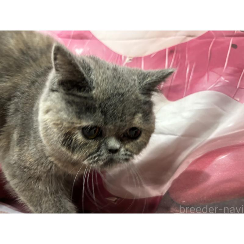 販売中の大阪府のエキゾチックショートヘア-125768の4枚目