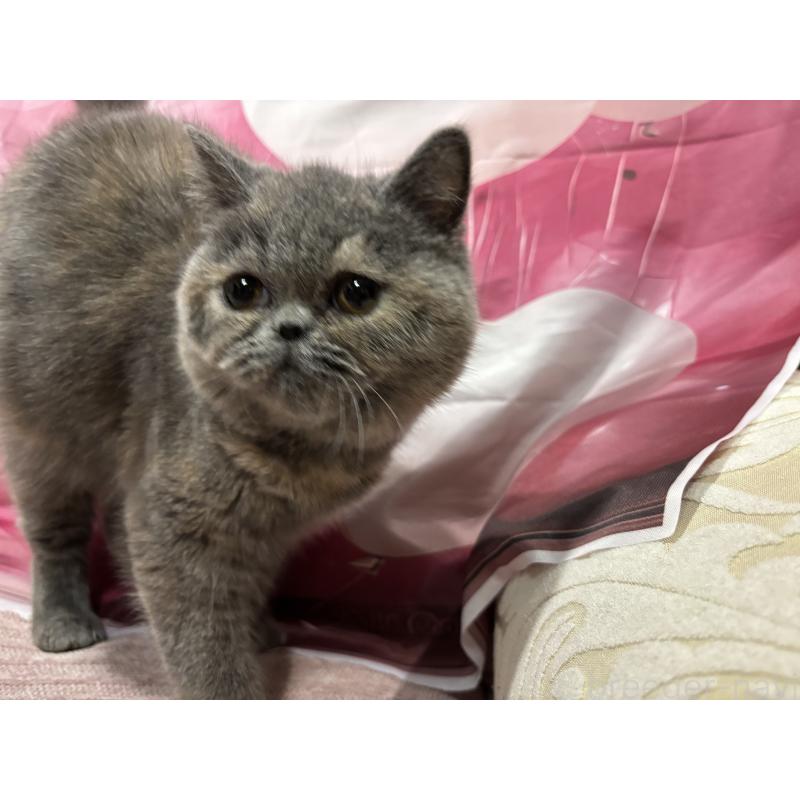 販売中の大阪府のエキゾチックショートヘア-125768の3枚目