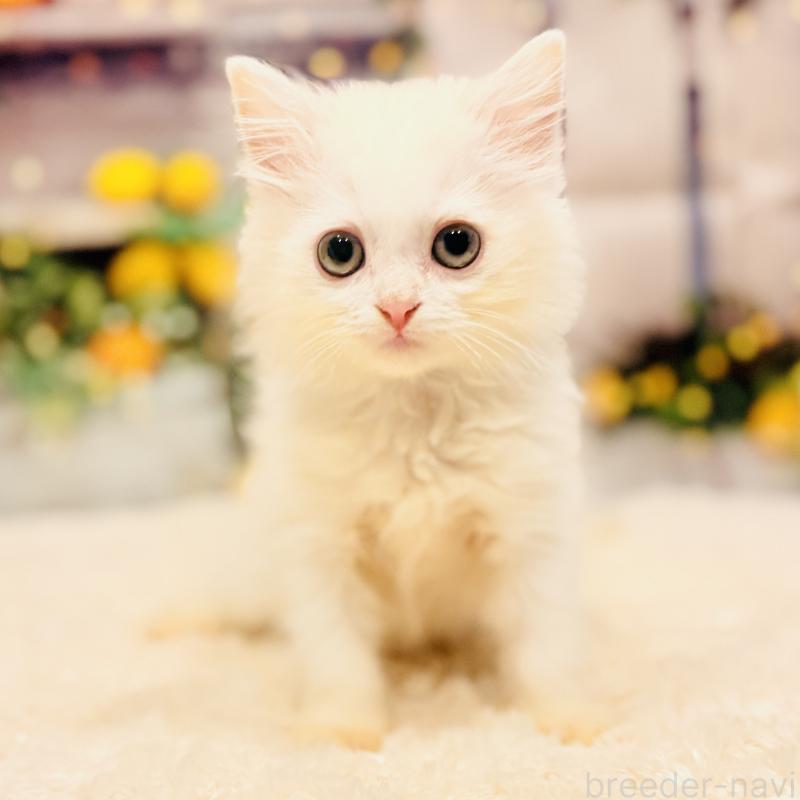 販売中の岐阜県のサイベリアン-135274の5枚目