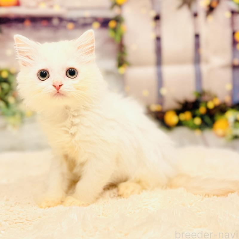 販売中の岐阜県のサイベリアン-135274の4枚目