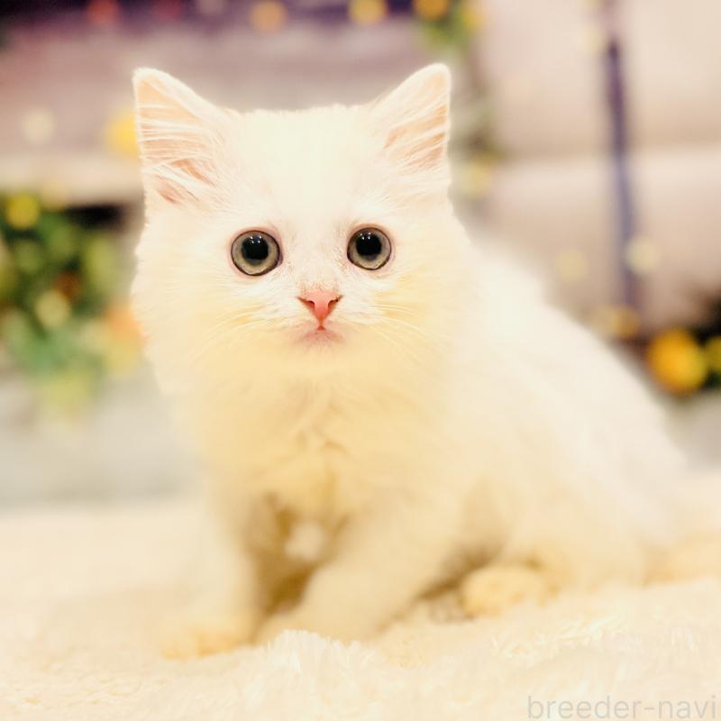 販売中の岐阜県のサイベリアン-135274の3枚目