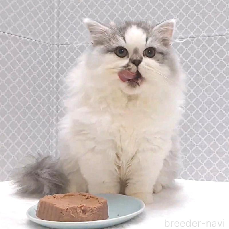 販売中の岐阜県のミックス-135228の4枚目