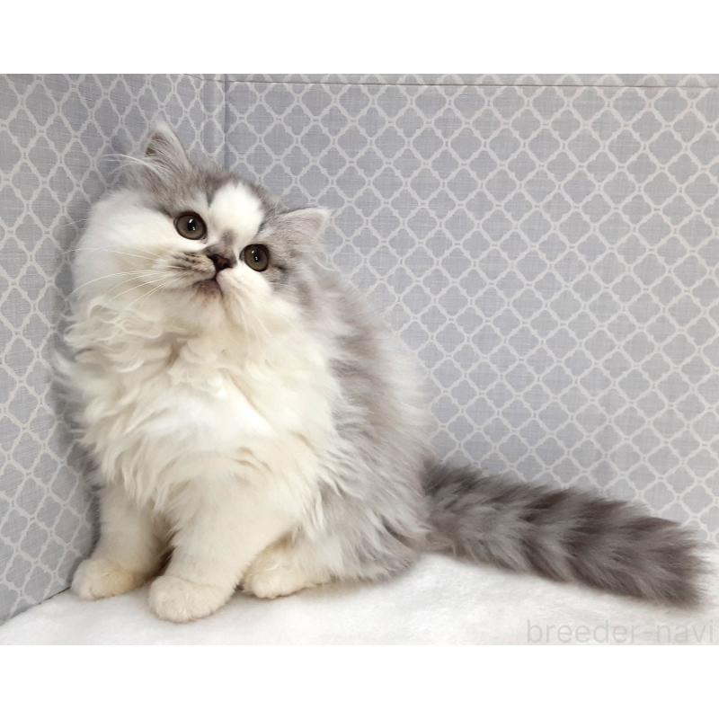 販売中の岐阜県のミックス-135228の2枚目