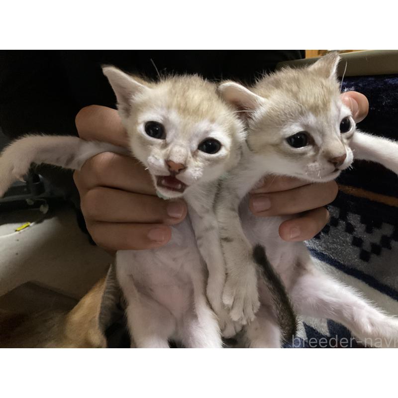 販売中の広島県のシンガプーラ-134583の7枚目