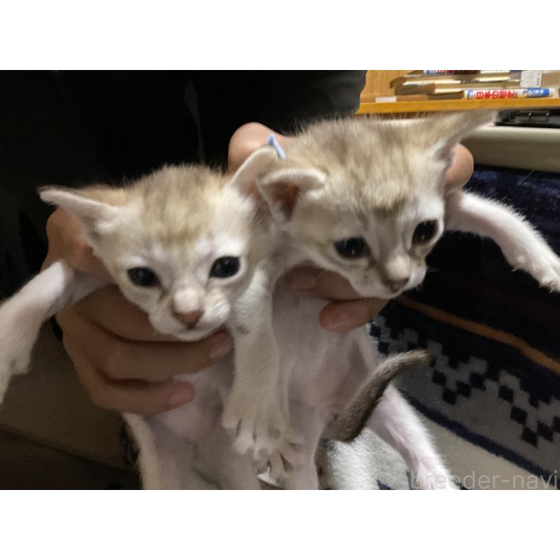 販売中の広島県のシンガプーラ-134583の6枚目