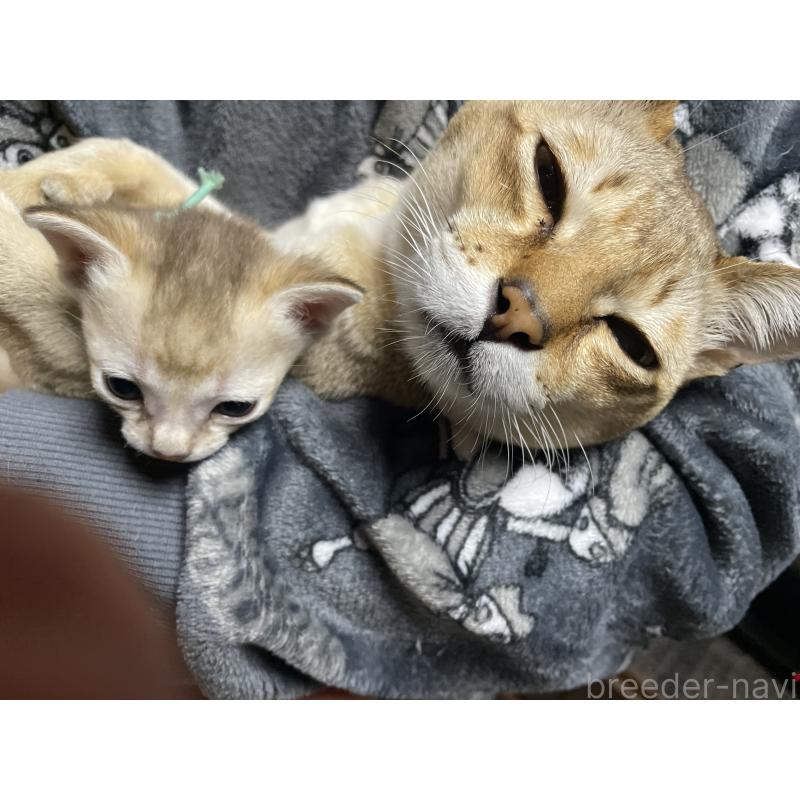 成約済の広島県のシンガプーラ-134585の5枚目