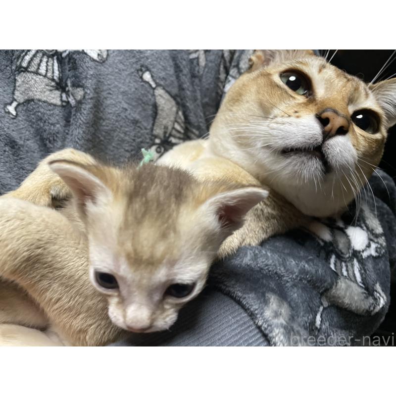 成約済の広島県のシンガプーラ-134585の4枚目