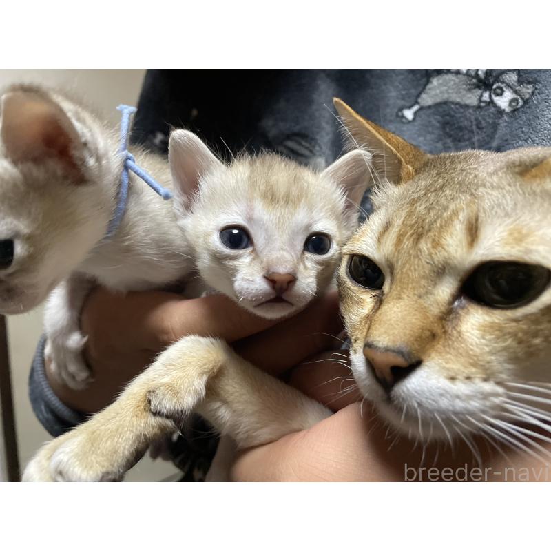 成約済の広島県のシンガプーラ-134585の3枚目