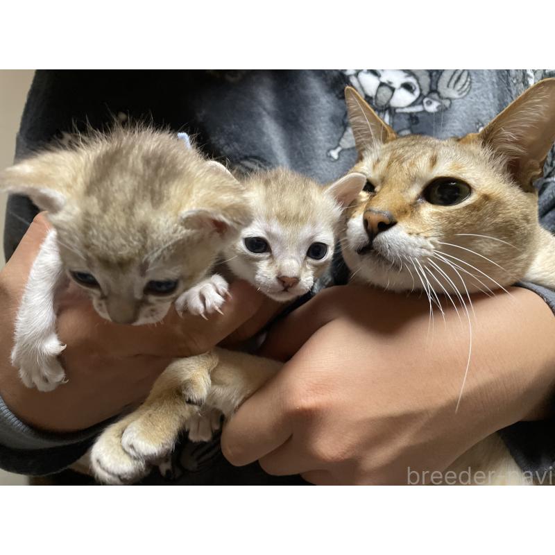 成約済の広島県のシンガプーラ-134585の2枚目