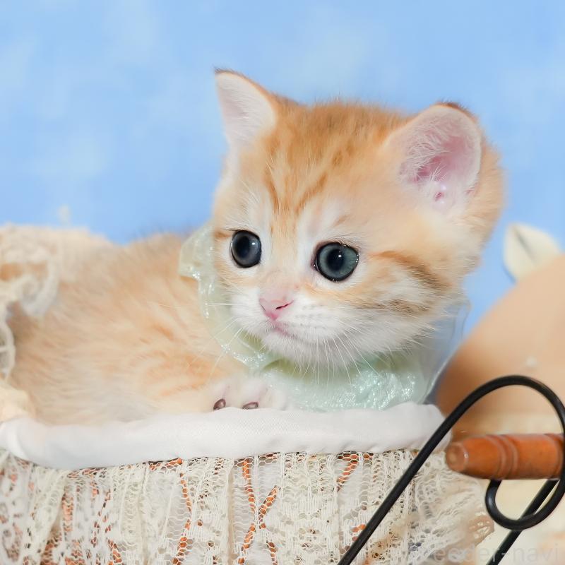 販売中の群馬県のブリティッシュショートヘア-135221