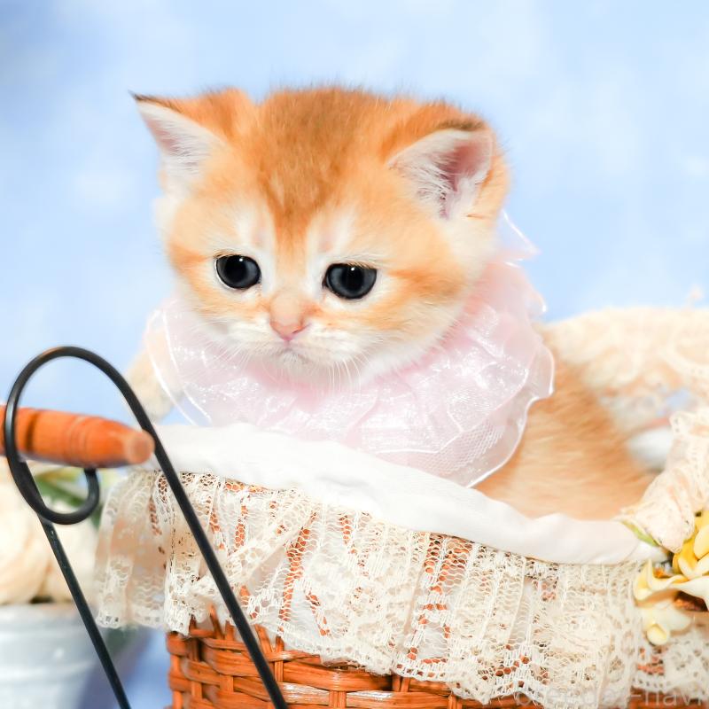 販売中の群馬県のブリティッシュショートヘア-135219