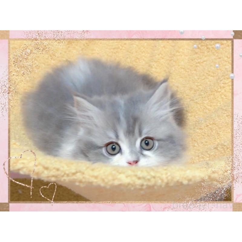 販売中の愛媛県のミヌエット-135229の7枚目