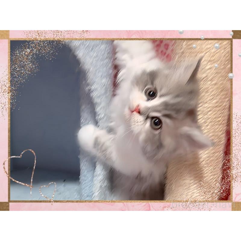 販売中の愛媛県のミヌエット-135229の6枚目