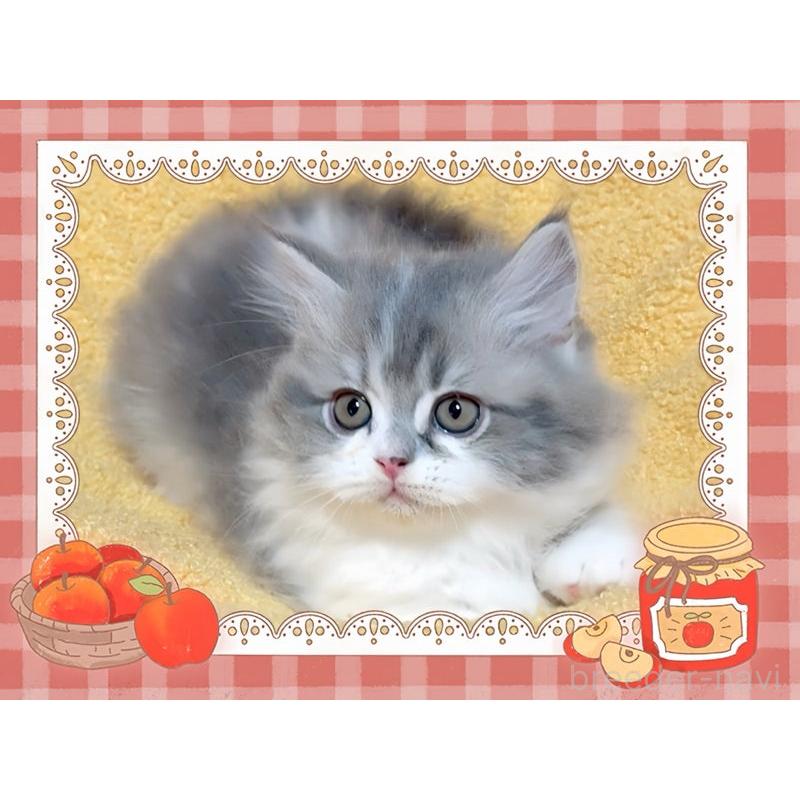 販売中の愛媛県のミヌエット-135229の5枚目