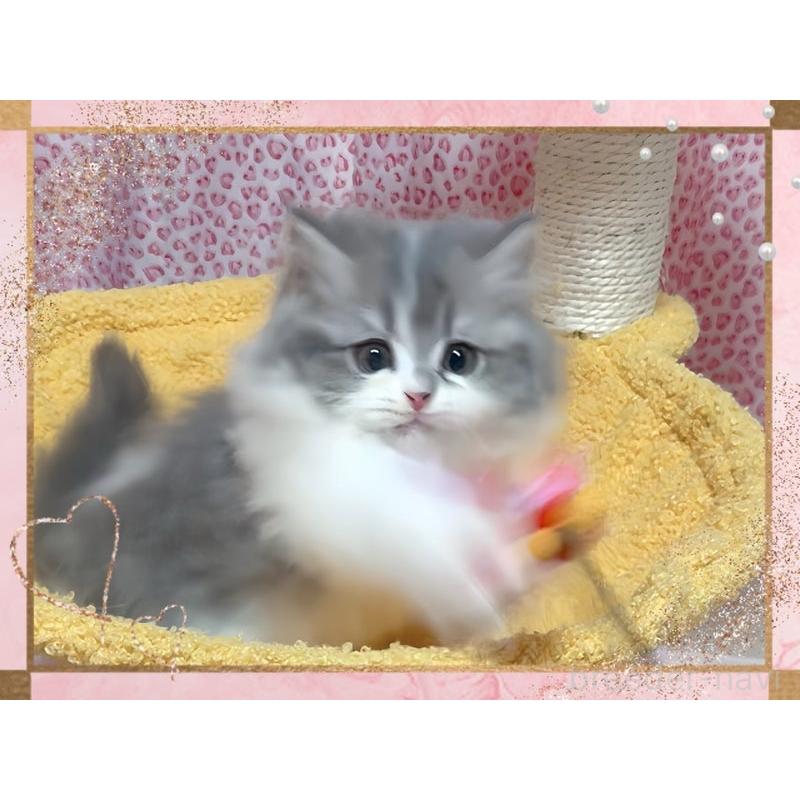 販売中の愛媛県のミヌエット-135229の4枚目