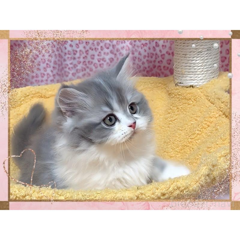 販売中の愛媛県のミヌエット-135229の3枚目