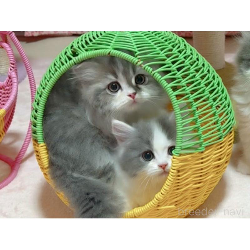 販売中の愛媛県のミヌエット-135229の2枚目