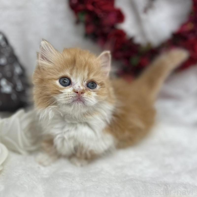 販売中の長野県のミヌエット(短足)-135230の5枚目