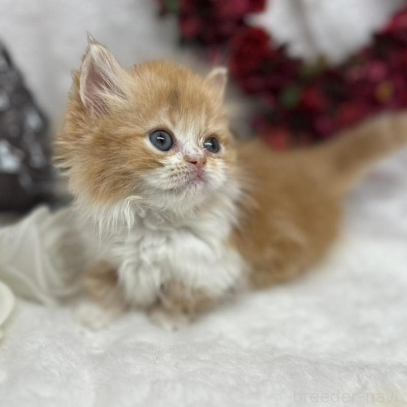 販売中の長野県のミヌエット(短足)-135230の4枚目