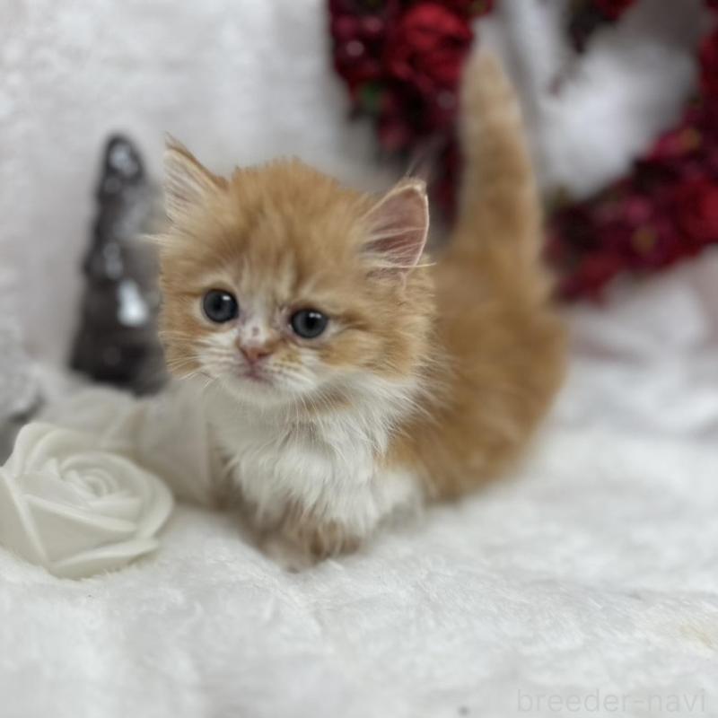 販売中の長野県のミヌエット(短足)-135230の3枚目