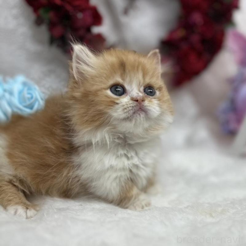 販売中の長野県のミヌエット(短足)-135230の2枚目