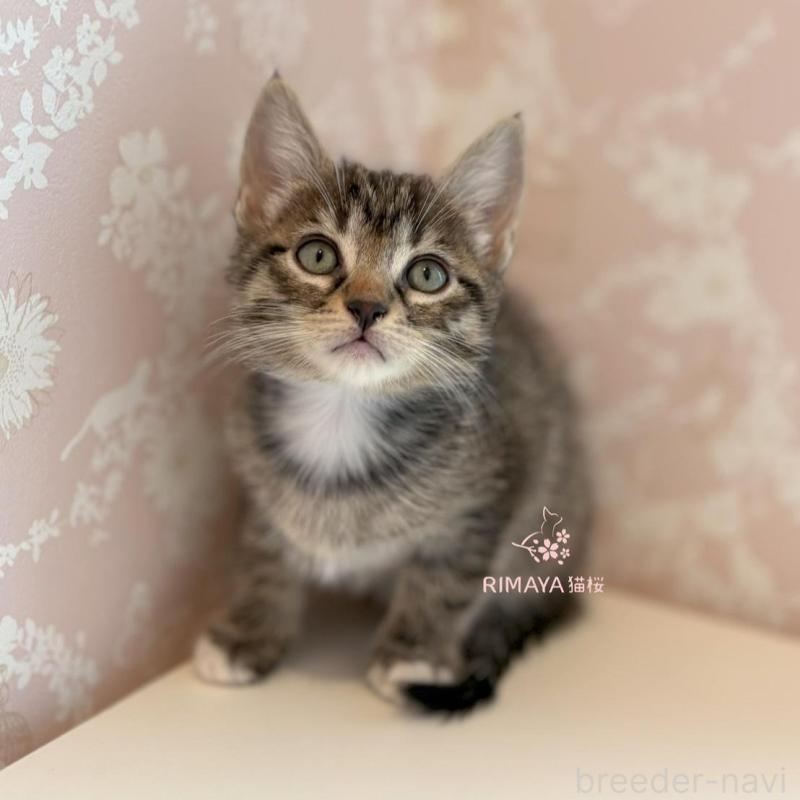 販売中の石川県のサバンナキャット-135231の1枚目