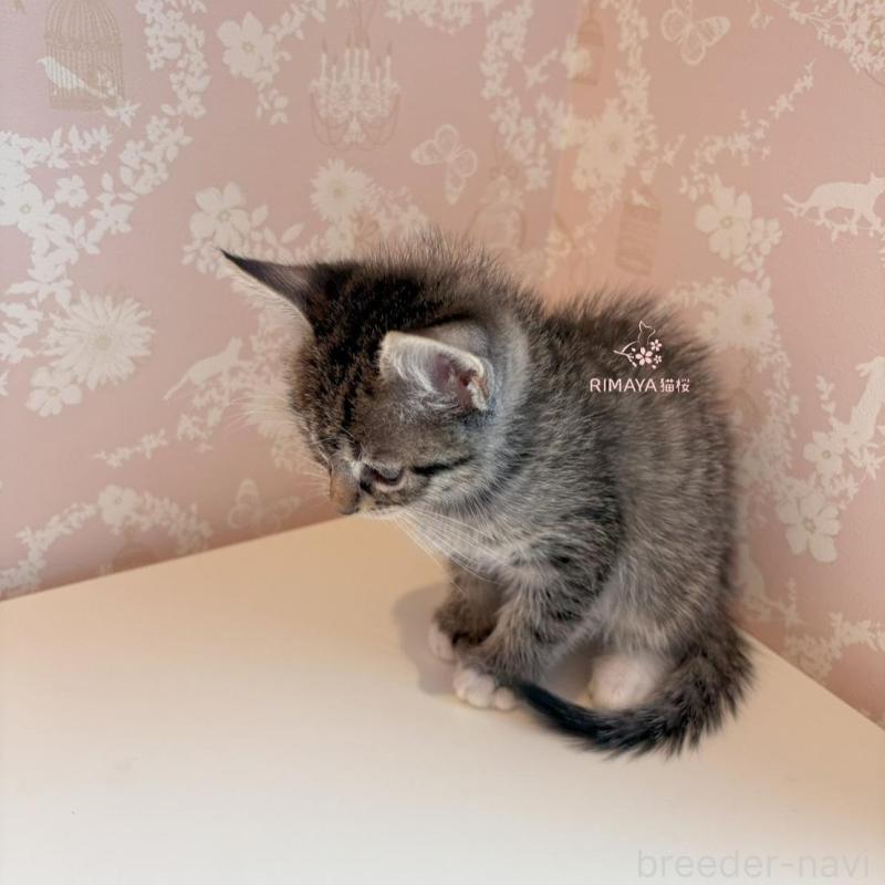 販売中の石川県のサバンナキャット-135231の4枚目