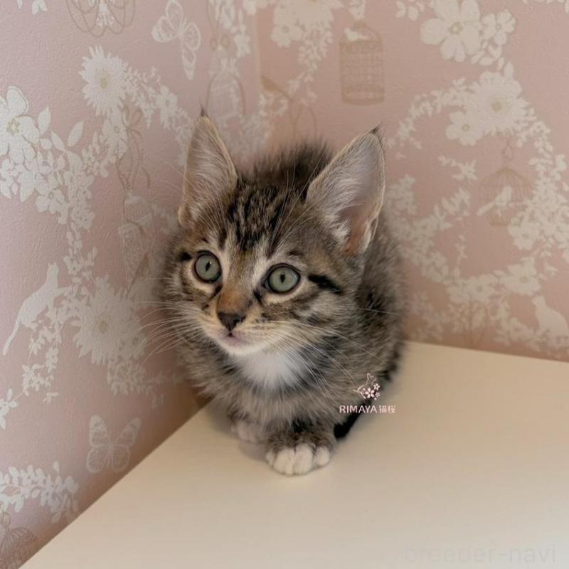 販売中の石川県のサバンナキャット-135231の3枚目