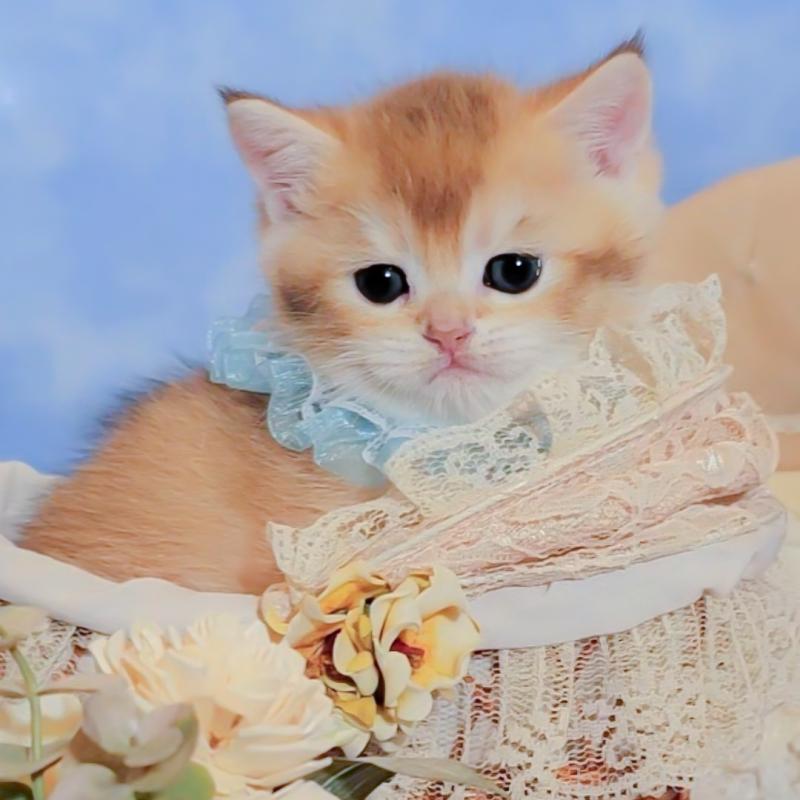 販売中の群馬県のブリティッシュショートヘア-135217