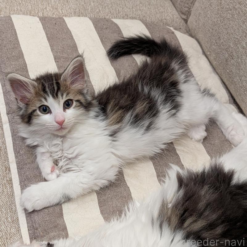 販売中の埼玉県のノルウェージャンフォレストキャット-134169