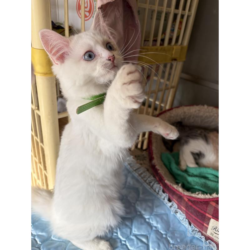 販売中の神奈川県のマンチカン-129912の16枚目