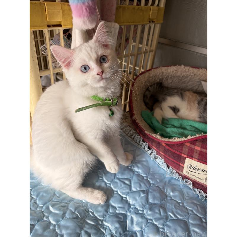 販売中の神奈川県のマンチカン-129912の15枚目