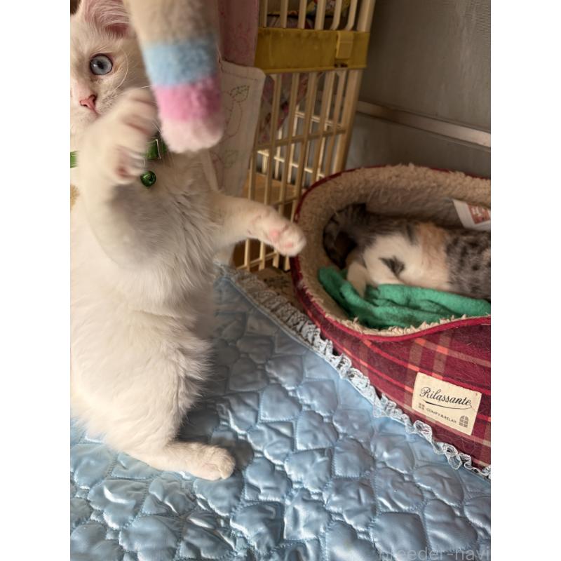 販売中の神奈川県のマンチカン-129912の14枚目