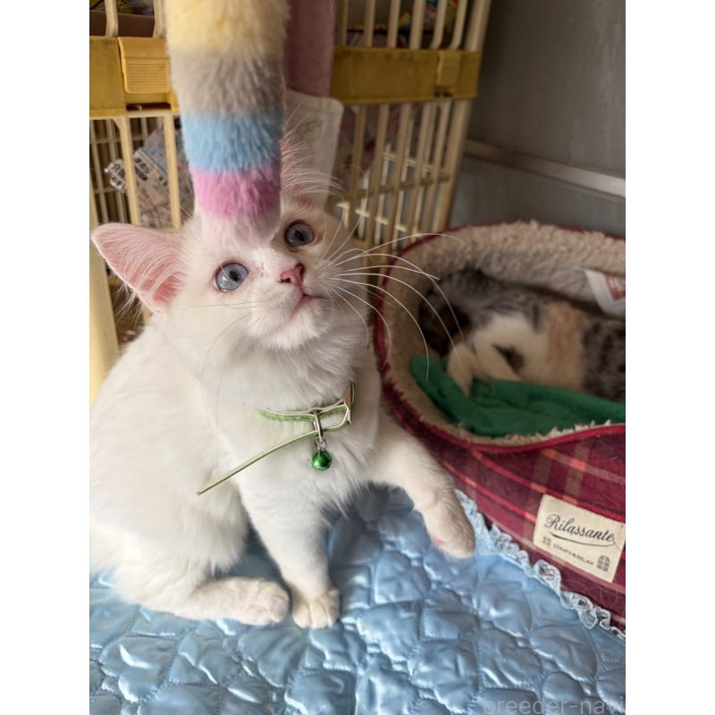 販売中の神奈川県のマンチカン-129912の13枚目