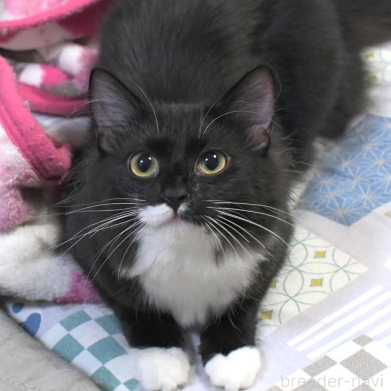 販売中の茨城県のノルウェージャンフォレストキャット-129235