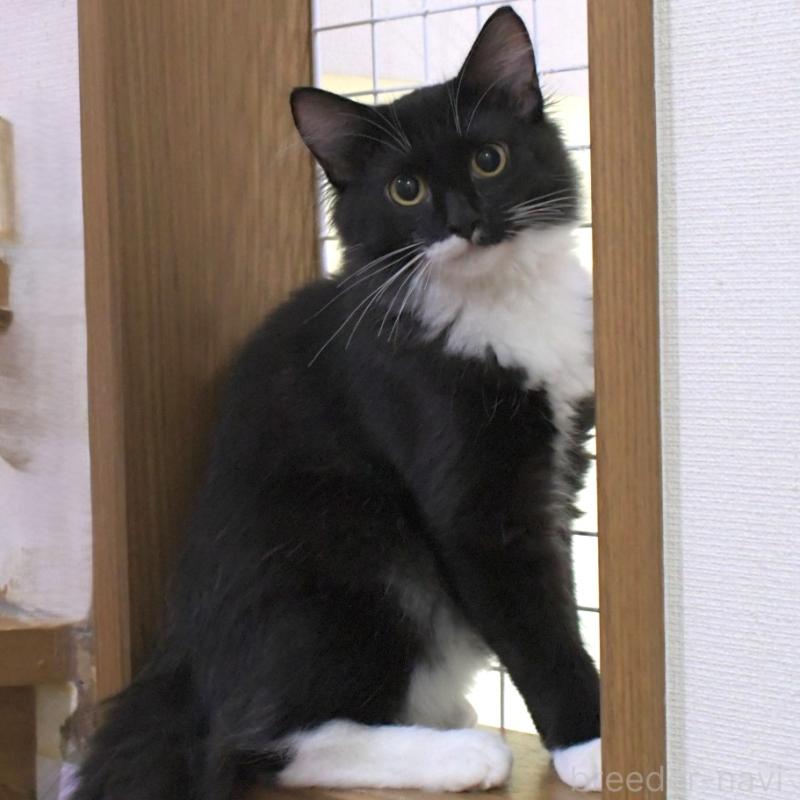 販売中の茨城県のノルウェージャンフォレストキャット-129235の2枚目