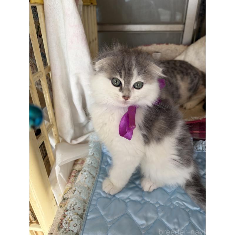 販売中の神奈川県のスコティッシュフォールド(折れ耳)-134202